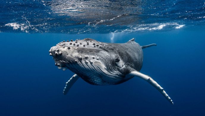 french-polynesia-watching-whales-from-the-superyacht-rapture-seal