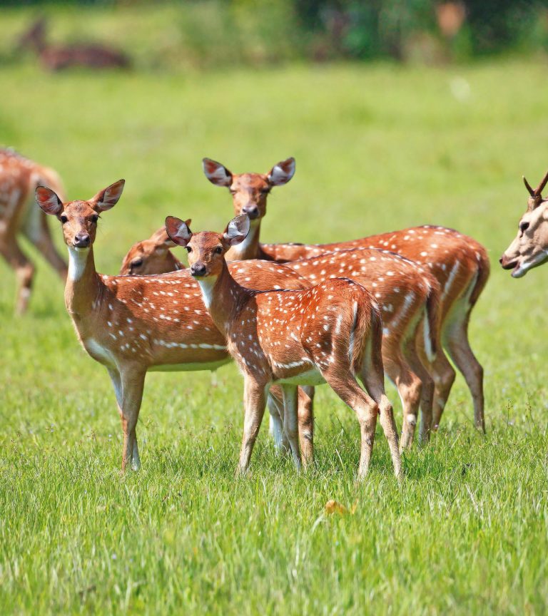 See the Wildlife in the Best National Parks of Sri Lanka | Seal Superyachts