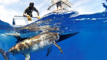 The Ultimate Guide To Big Game Fishing In Mauritius | Seal Superyachts